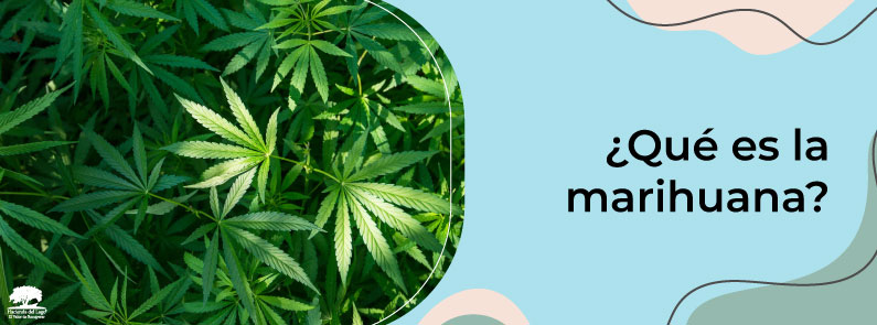 Hacienda del Lago - ¿Qué es la Marihuana?